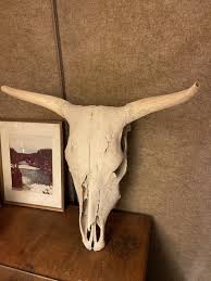 Arizona Steer Skull | eBay
