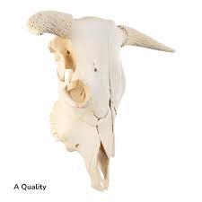 Real Longhorn Skull without Horns For Sale — Skulls ...