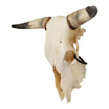 Real Longhorn Skull For Sale — Skulls Unlimited ...