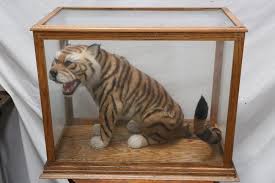 Sold at Auction: Chinese early 20th c. taxidermy of tiger w/ display case