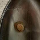 One of my older hens laid a very weird attempt at an egg : r/chickens