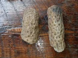 Petrified Wood | eBay