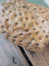 What is the fossil found in Southern Indiana?