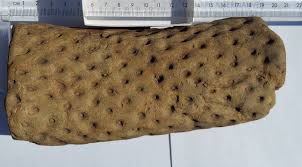 Carboniferous Pennsylavanian stigmaria identification ...