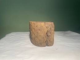 Stigmaria root fossil | eBay