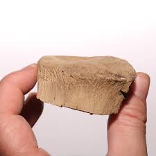 Tyrannosaurus Rex Vertebra Top - Dinosaur Fossil Hell Creek ...