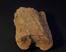 Stigmaria Fossil. 5" X 3.75" X 2". - Etsy