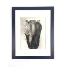 1940s Framed Botanical Blossfeldt Print - No. 44 | Chairish