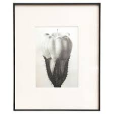 Karl Blossfeldt Photography - 2 For Sale at 1stDibs | karl blossfeldt photography