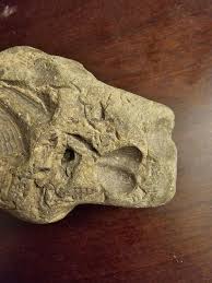 Shell(?) impressions in a rock, what are they? : r/fossils