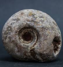 123G AMAZING WHOLE PERMIAN AMMONITE FOSSIL MOLLUSCA TIMOR | eBay