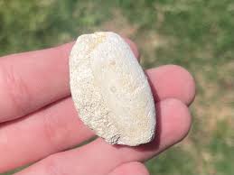 France Fossil Gastropod Bulla sp. Cretaceous Age Shell | eBay