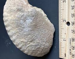 Jurassic Ammonite Fossil - Etsy