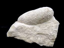 Fossil Crocodile Egg from France #48 | Fossils for Sale