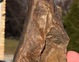 Petrified Wood 5.32 Oz - Etsy