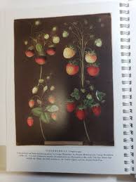 Nature Illustrated: An Address Book, Bernard McTigue, Abrams ...