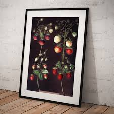 Strawberry Plant Fragaria Sp Framed Print by Science Photo ...