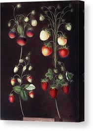 Strawberry Plant Fragaria Sp Canvas Print by Science Photo ...