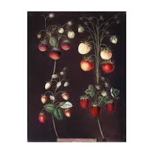 Strawberry Plant Fragaria Sp Photograph by Science Photo ...