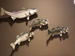 5 Professionally Taxidermy Fish Mounts. Striper, Wiper, & 3 ...