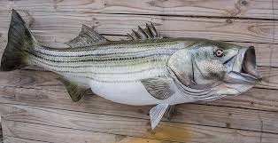 Striped Bass 49 inch full mount fiberglass fish replica ...