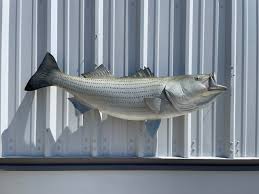 48 Inch Striped Bass Fish Mount Replica