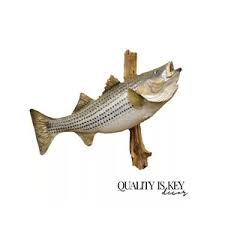 Vintage Large Striped Bass Wall Mount Taxidermy Real Skin ...