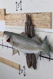 Sold at Auction: Real Skin Striped Bass Fish Mt on Wood Wall ...