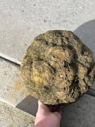 Thoughts on identifying this rock or fossil?