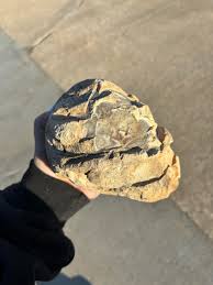 Rock looks like a small skull : r/whatsthisrock