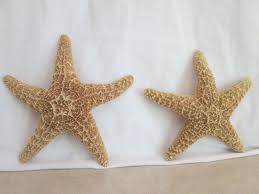 2 Star Fish- 6&1/2"- Florida | eBay