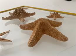 Starfish Wall Art Framed Starfish Ocean Wall Decor Starfish ...