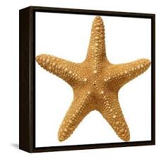 'The Texture of the Starfish Beige on a White Background ...