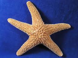 Sugar Starfish - Real Starfish for Sale