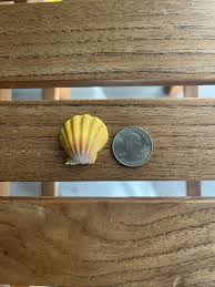 Sunrise Shell🩷Blight Pink And Yellow 💕💛Pretty Shape💖 | eBay