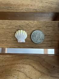 Hawaiian 🌺 Sunrise Shell💕White Gray And Yellow Soft Color ...