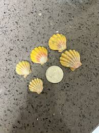 Hawaiian 🌺 Sunrise Shells | eBay