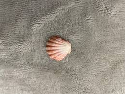Pink sunrise shell | eBay
