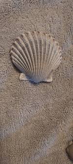 Amazing how the shells can show their true colors.