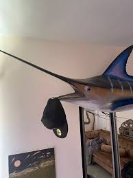 Blue Marlin Taxidermy Fish