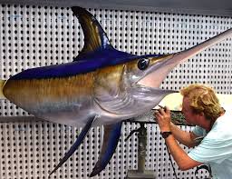 Chris details a 300-pound plus Broadbill Swordfish Head ...
