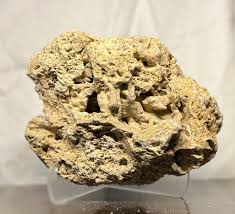 Ordovician Fossil Coral Colony, Southwest Ohio Find - Etsy