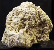 Fossil Coral Palaeocene Denmark Fossilized reef