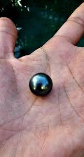 15MM Black Tahitian Pearl. 15MM Large Tahitian Pearl. High ...