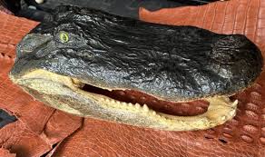 Huge 18-inch Alligator Head From 12'2 Alligator | eBay