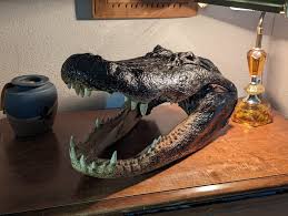 This Full Size Alligator Head (18 1/2") is a Footstool, Door Stop, Table Centerpiece or an Unforgettable 3rd Anniversary Gift for Him. - Etsy