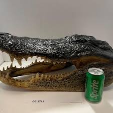 Celebrity Gator Head From Massive 13 Foot Wild Alligator Harvested by Swamp People - Etsy