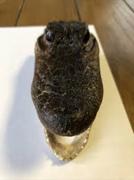 5.5" Alligator Taxidermy real mount skull head gator crocodile animal reptile | eBay