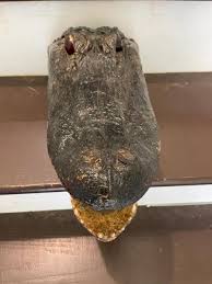 Sold at Auction: Large ALLIGATOR Head with All its Teeth and Glass Eyes