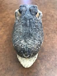 Baby Alligator Head/Taxidermy | eBay